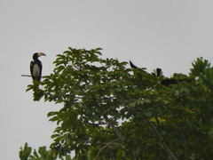 Lophoceros fasciatus