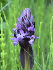 Dactylorhiza umbrosa