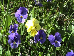 Viola altaica