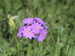 Primula algida