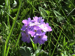 Primula algida