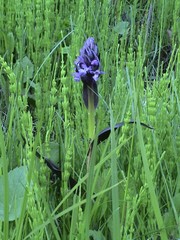 Dactylorhiza umbrosa