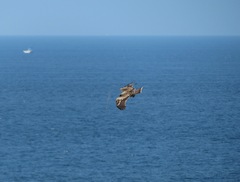 Milvus migrans lineatus