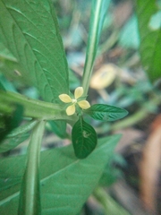 Ludwigia octovalvis