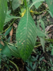 Ludwigia octovalvis