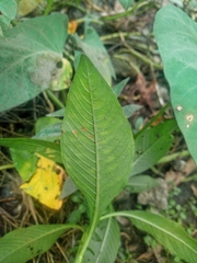 Ludwigia octovalvis