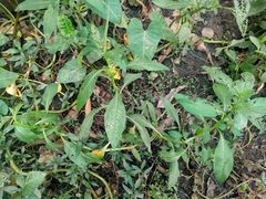 Ludwigia octovalvis