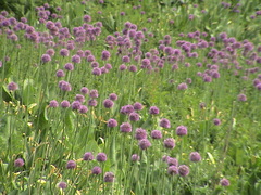 Allium aflatunense