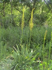 Eremurus fuscus