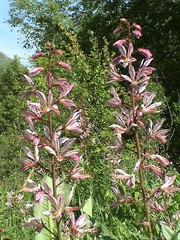 Dictamnus angustifolius