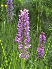 Dactylorhiza umbrosa