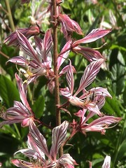 Dictamnus angustifolius