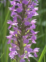 Dactylorhiza umbrosa