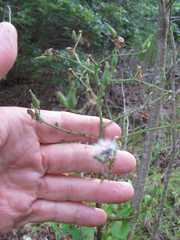 Lactuca ludoviciana