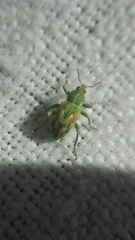Coniatus tamarisci