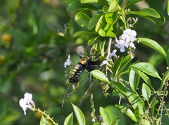 Sataspes tagalica