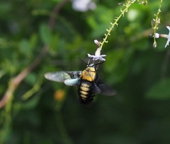 Sataspes tagalica