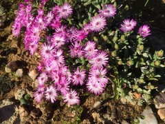 Antimima leipoldtii