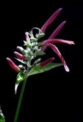 Dianthera secunda