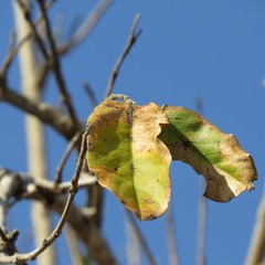 Combretum zeyheri image