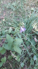 Campanula rapunculoides