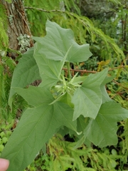 Chenopodiastrum hybridum