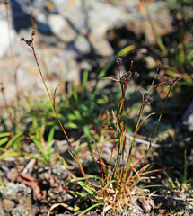Luzula multiflora sibirica