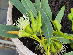 Eucalyptus occidentalis