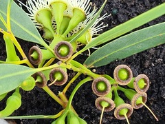 Eucalyptus occidentalis