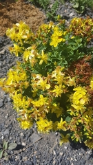 Hypericum maculatum maculatum