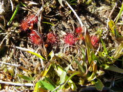 Drosera peltata