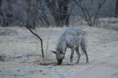 Hyaena hyaena