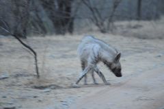 Hyaena hyaena