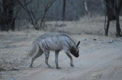 Hyaena hyaena