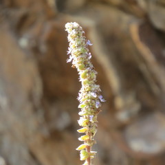 Coleus cylindraceus image