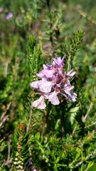 Dactylorhiza maculata ericetorum