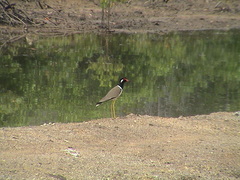 Vanellus indicus atronuchalis
