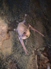 Taphozous melanopogon