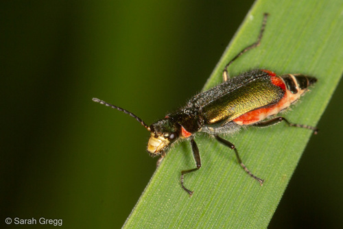 Malachius Australis · Inaturalist