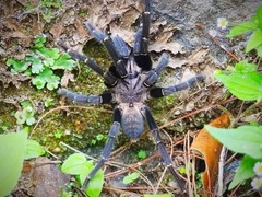 Ornithoctoninae