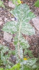 Golovinomyces sonchicola