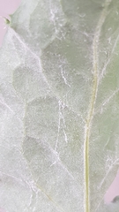 Golovinomyces sonchicola