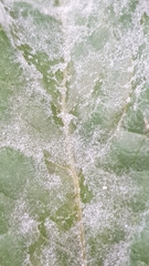 Golovinomyces sonchicola