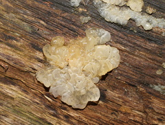 Ductifera sucina