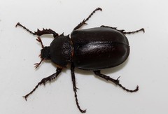 Propomacrus bimucronatus