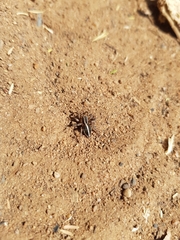 Stenaelurillus termitophagus