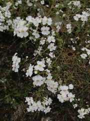 Dontostemon pinnatifidus