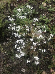 Dontostemon pinnatifidus