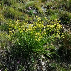 Bupleurum stellatum