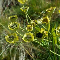 Bupleurum stellatum